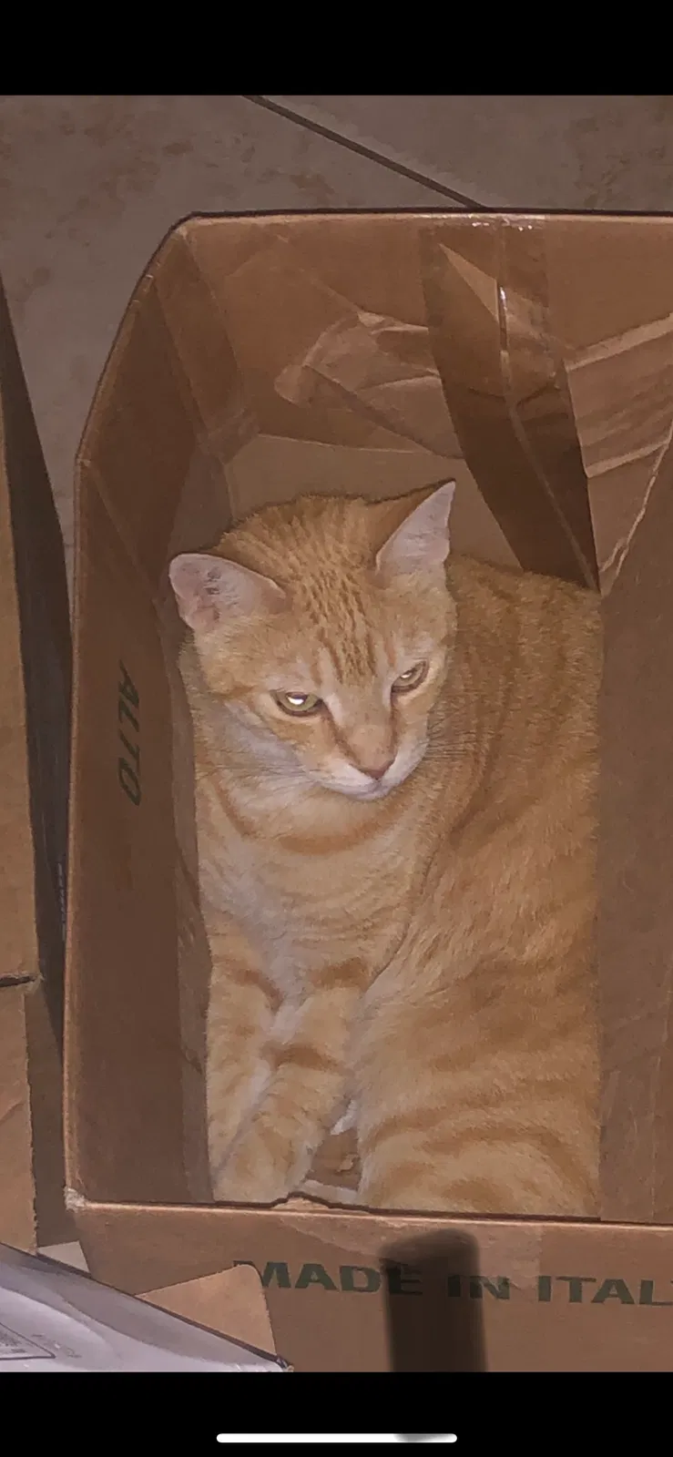 Lost cat in Miami, FL, 33162