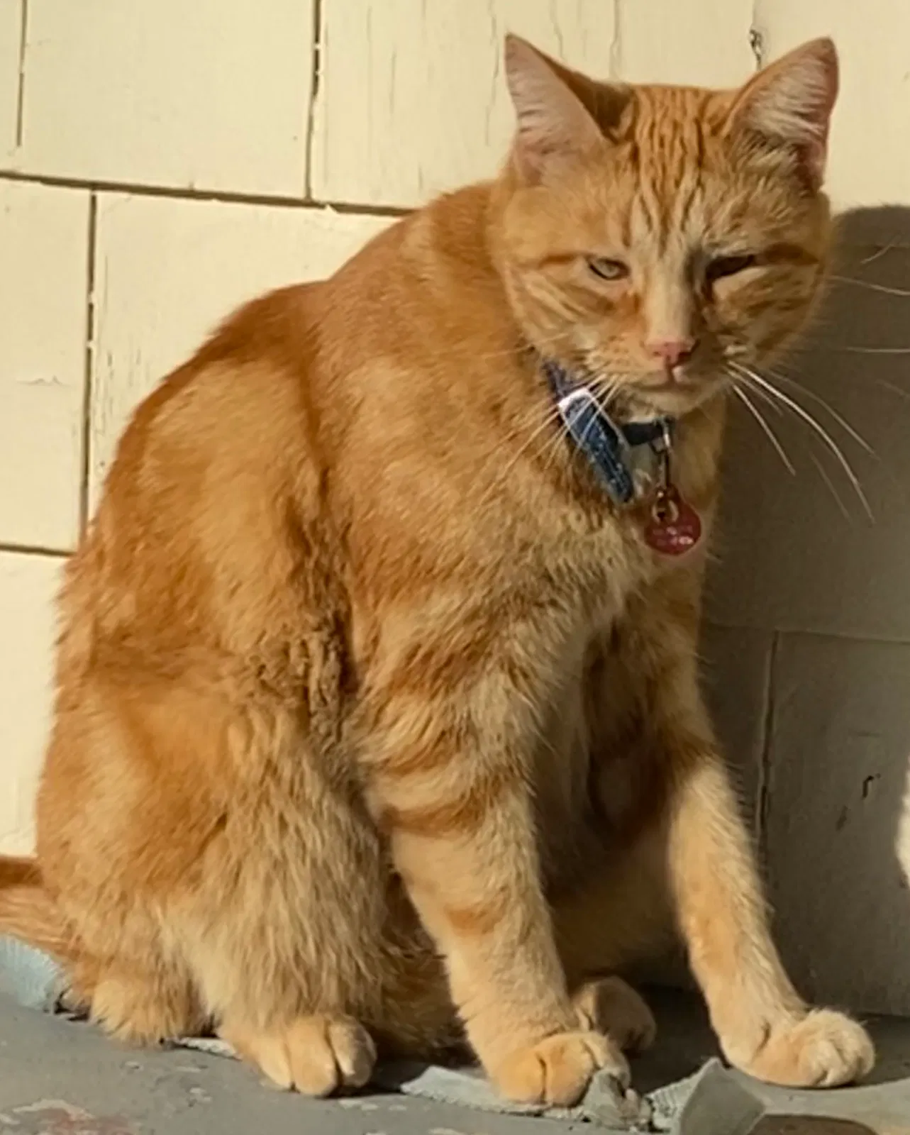 Lost cat in Ann Arbor, MI, 48105