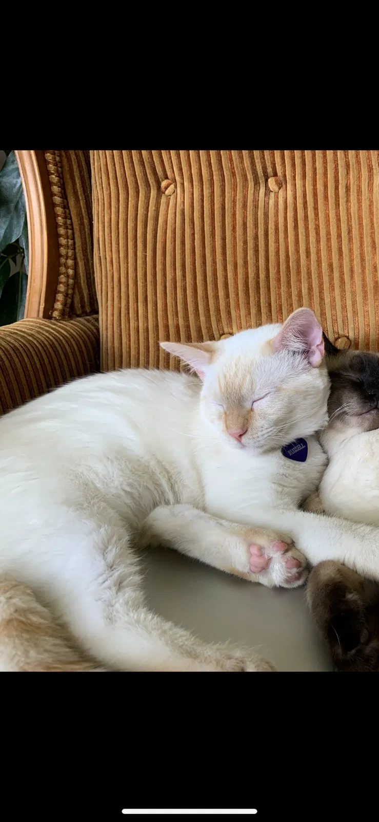 Lost cat in Trussville, AL, 35173