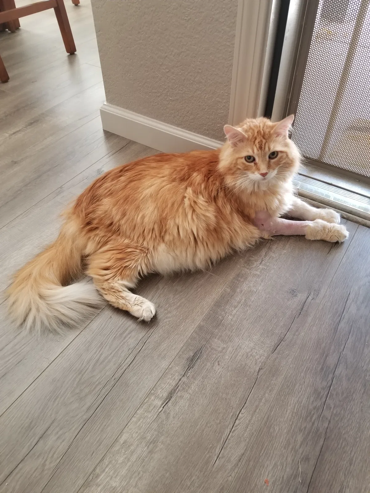 Lost cat in Roseville, CA, 95747