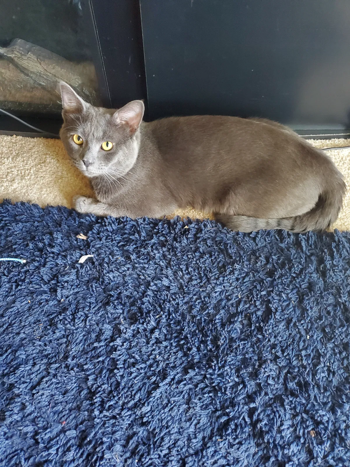 Lost cat in Kalamazoo, MI, 49009