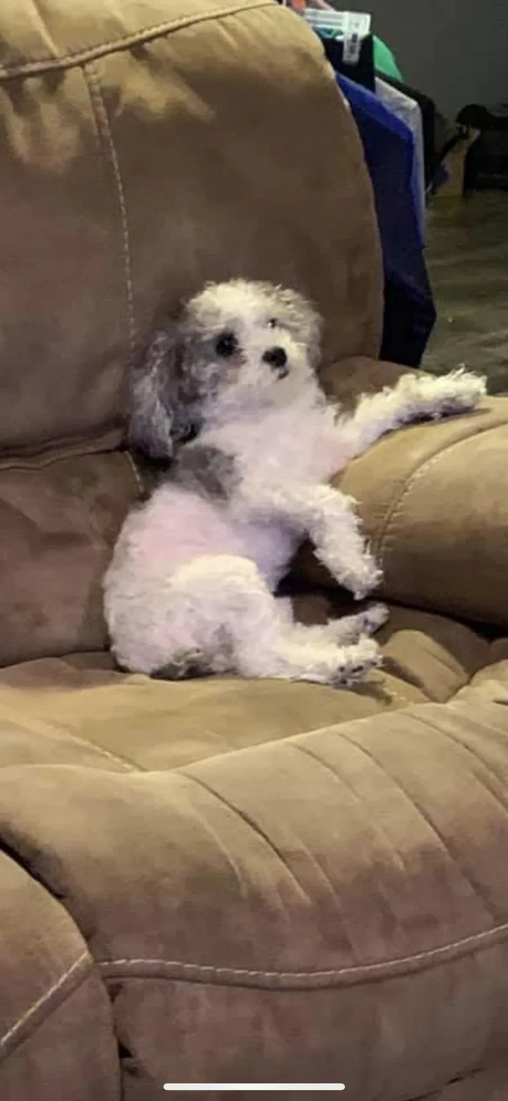 Lost dog in Lafayette, LA, 70508