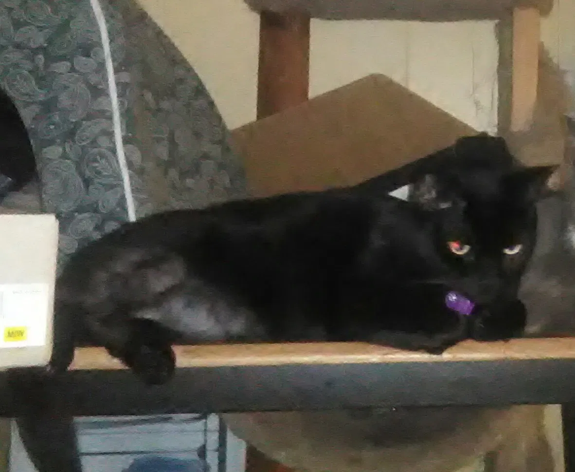 Lost cat in Watauga, TN, 37694