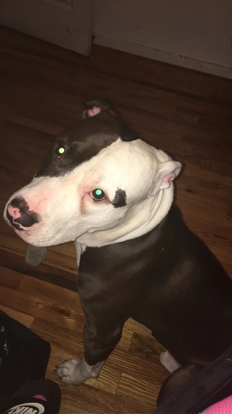 Lost dog in Staten Island, NY, 10304