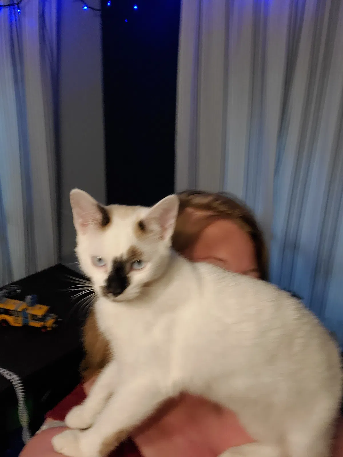 Lost cat in De Soto, MO, 63020