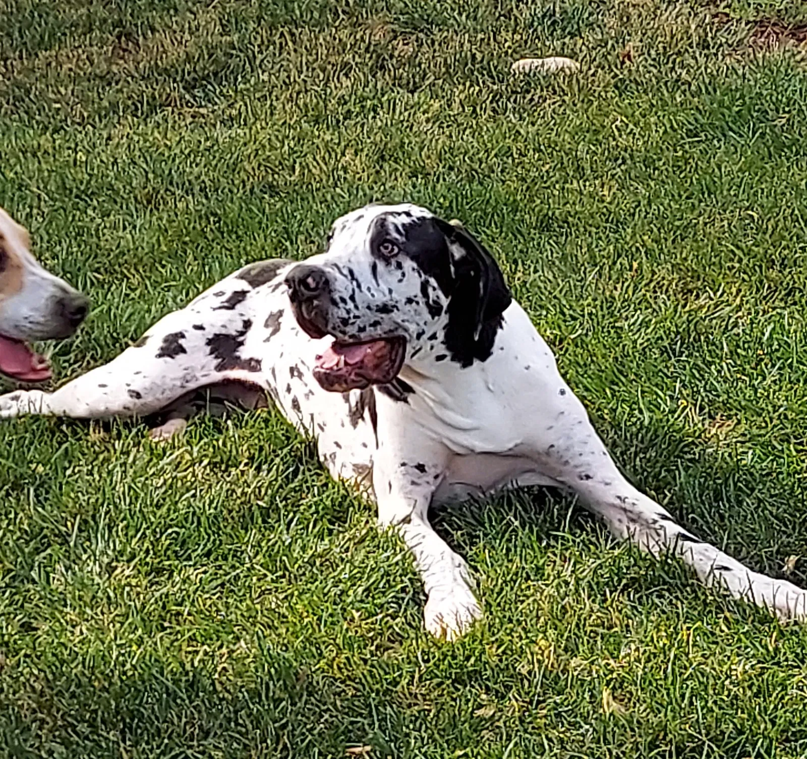 Lost dog in Denver, CO, 80221