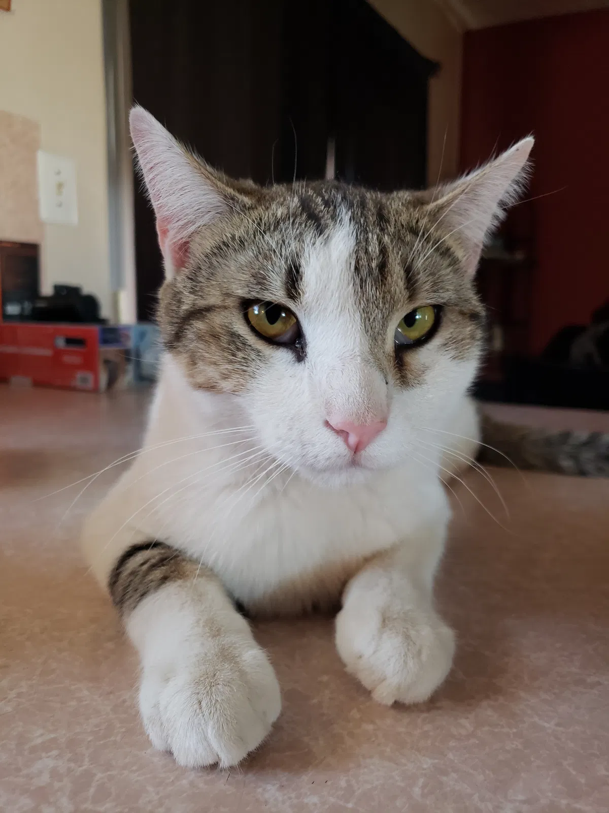 Lost cat in Rio Rancho, NM, 87124
