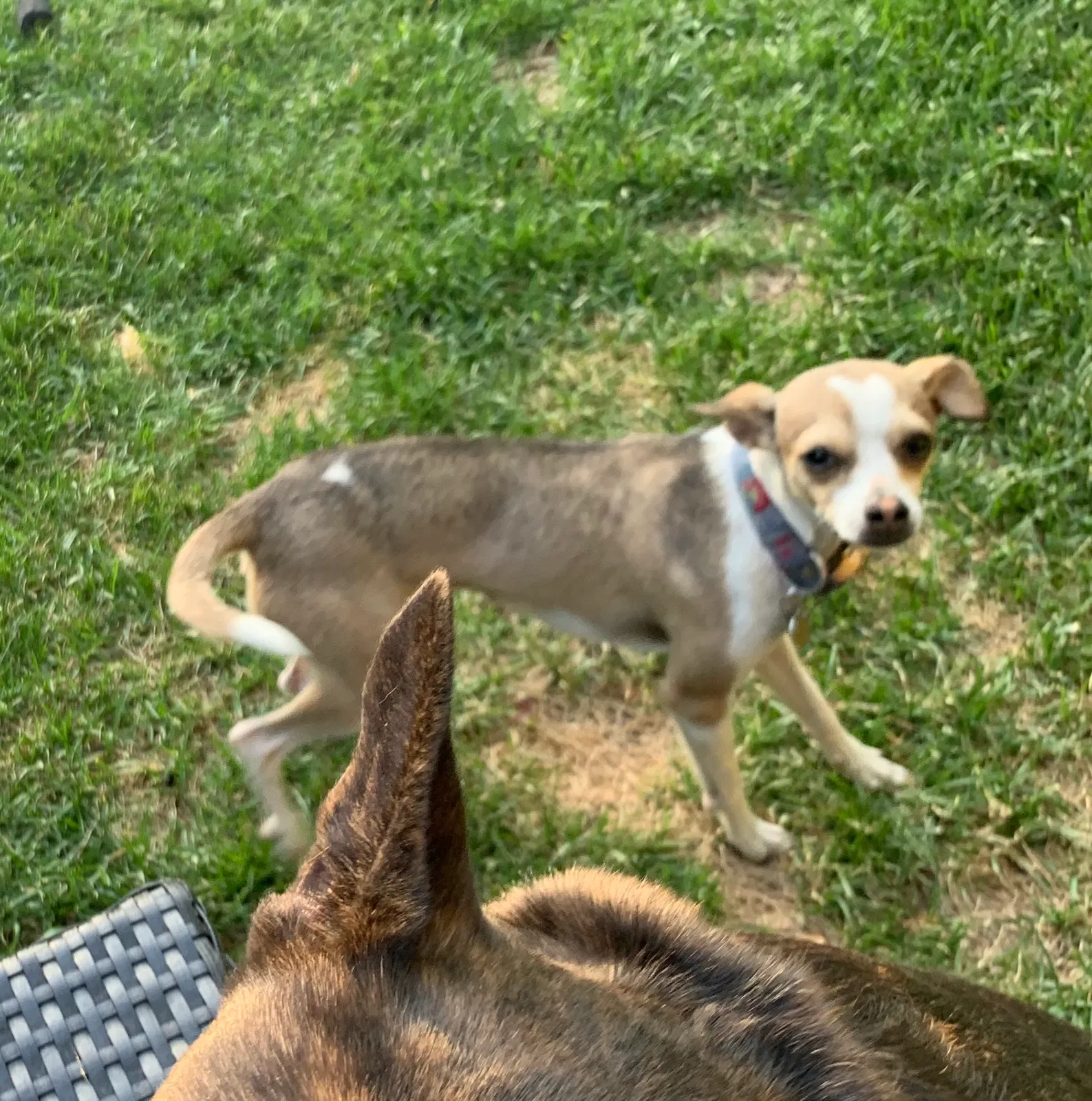 Lost dog in San Bernardino, CA, 92407