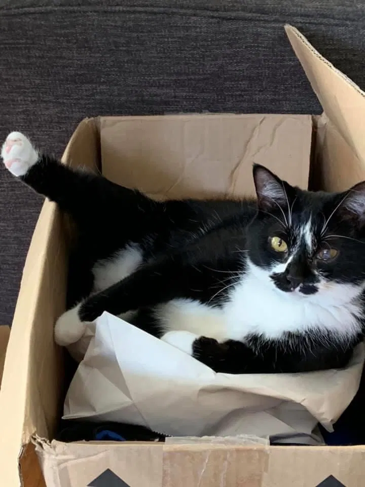 Lost cat in Madison Heights, MI, 48071