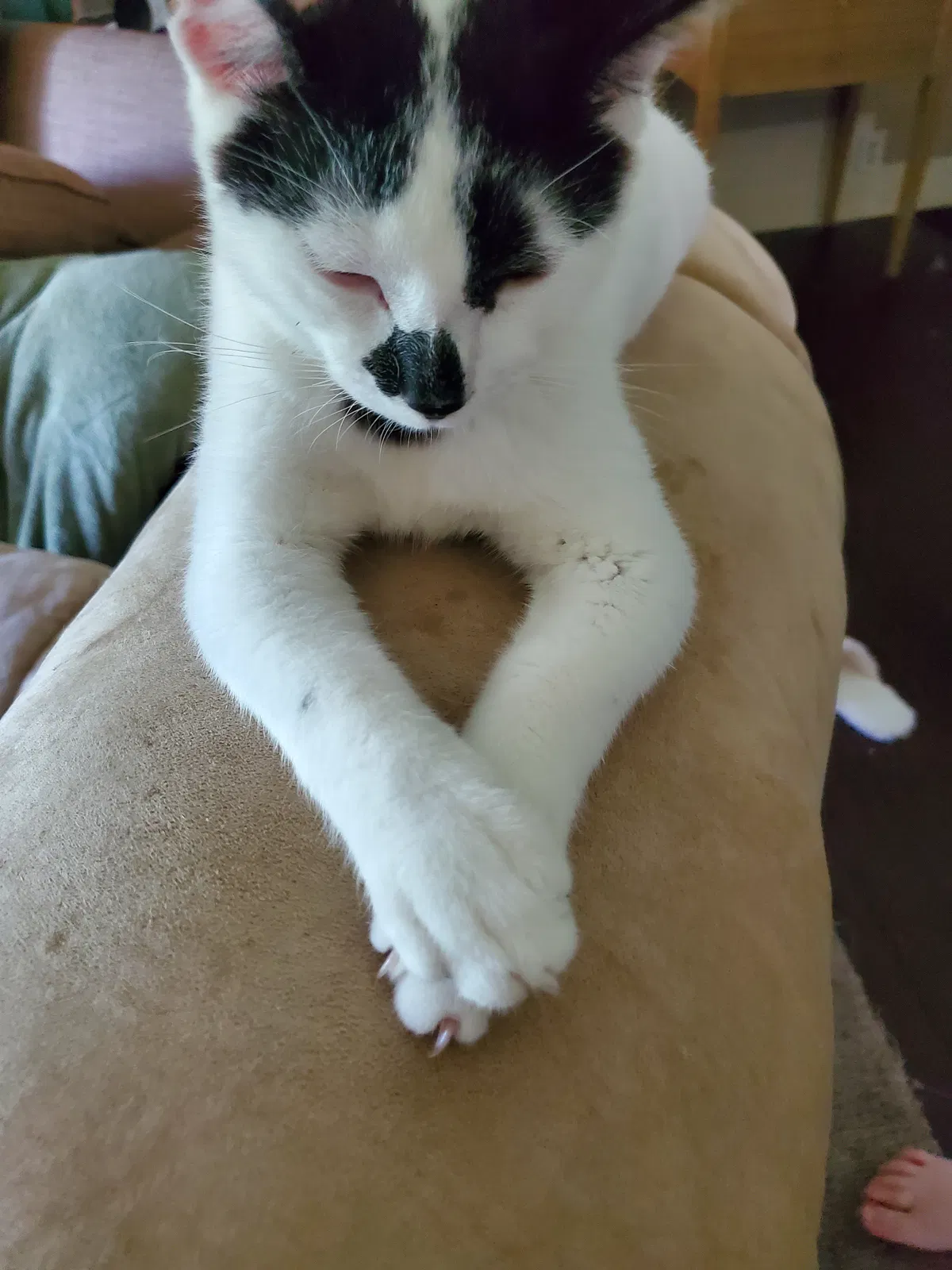 Lost cat in De Soto, MO, 63020