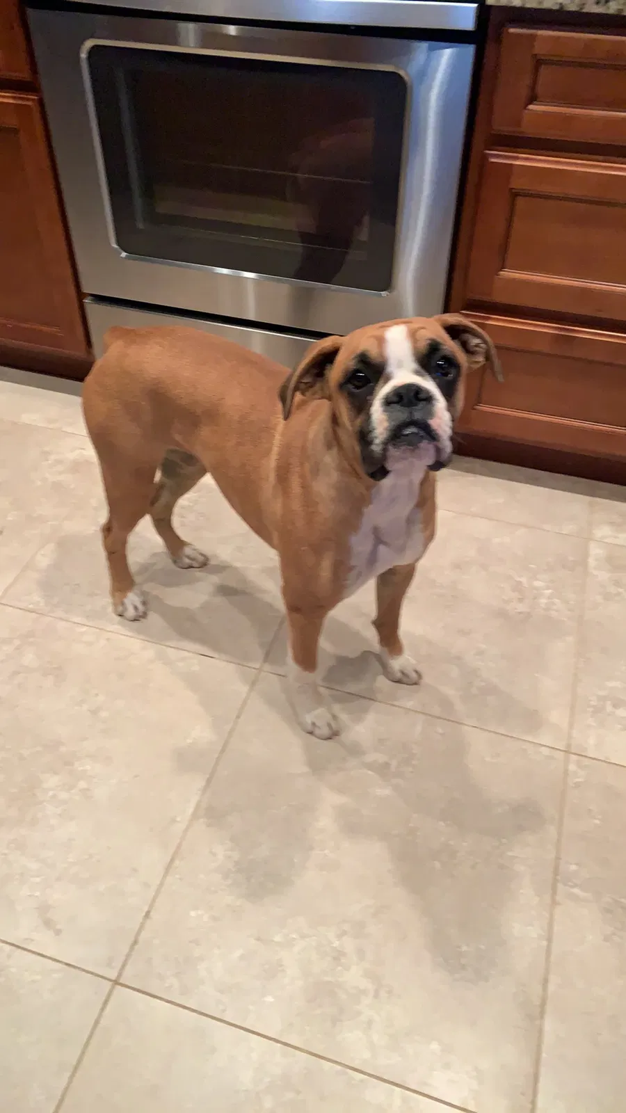 Lost dog in San Tan Valley, AZ, 85143