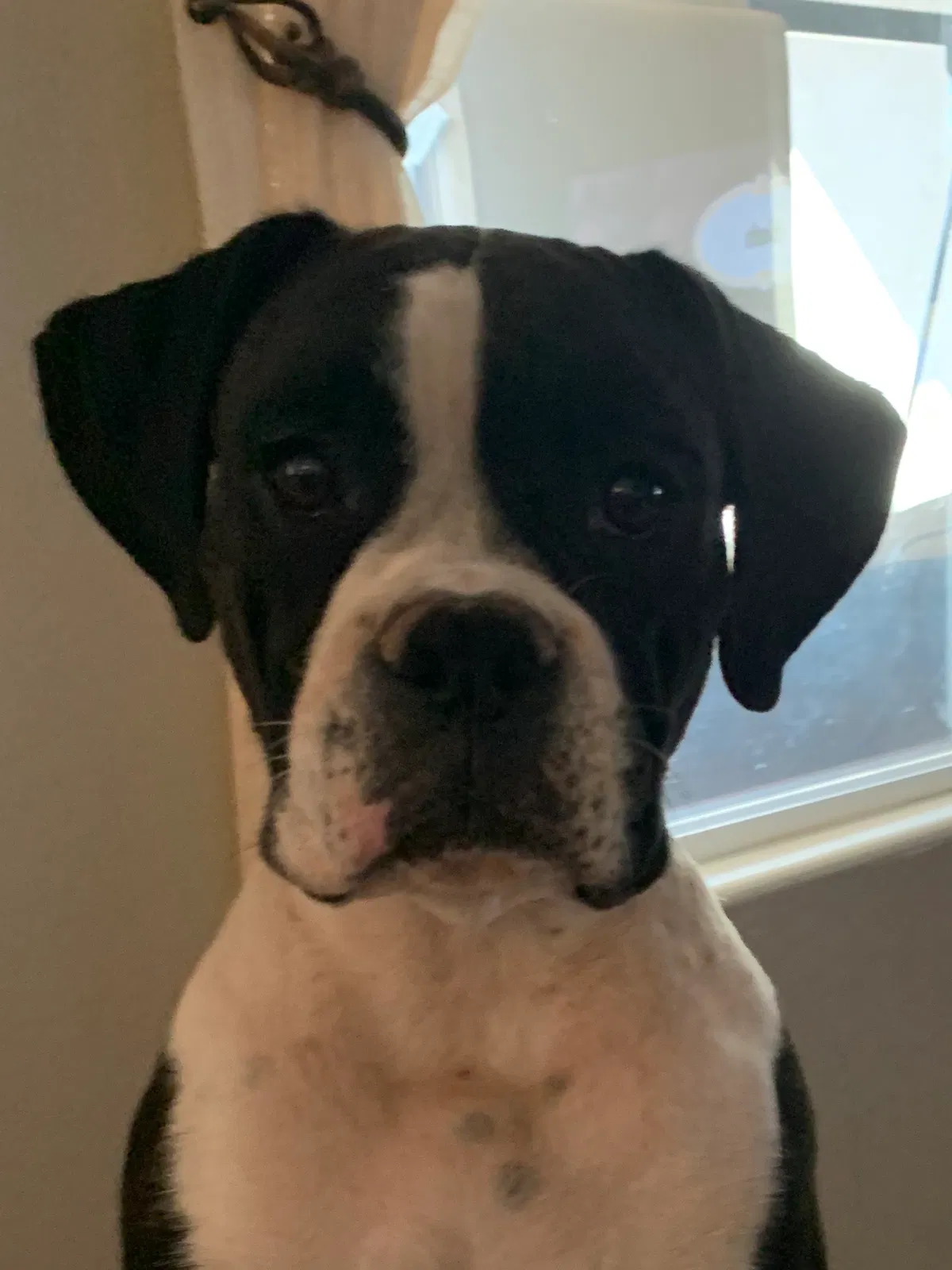 Lost dog in San Tan Valley, AZ, 85143