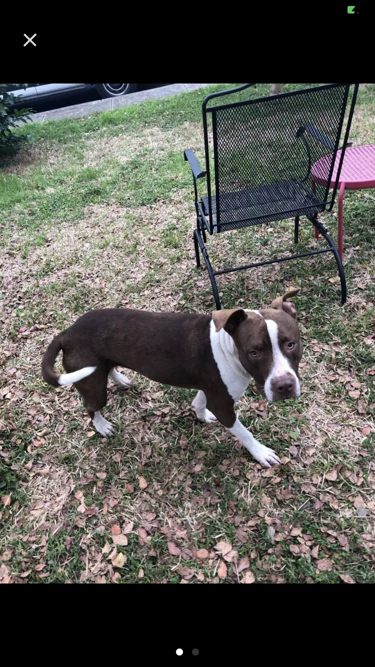 Lost dog in San Antonio, TX, 78249