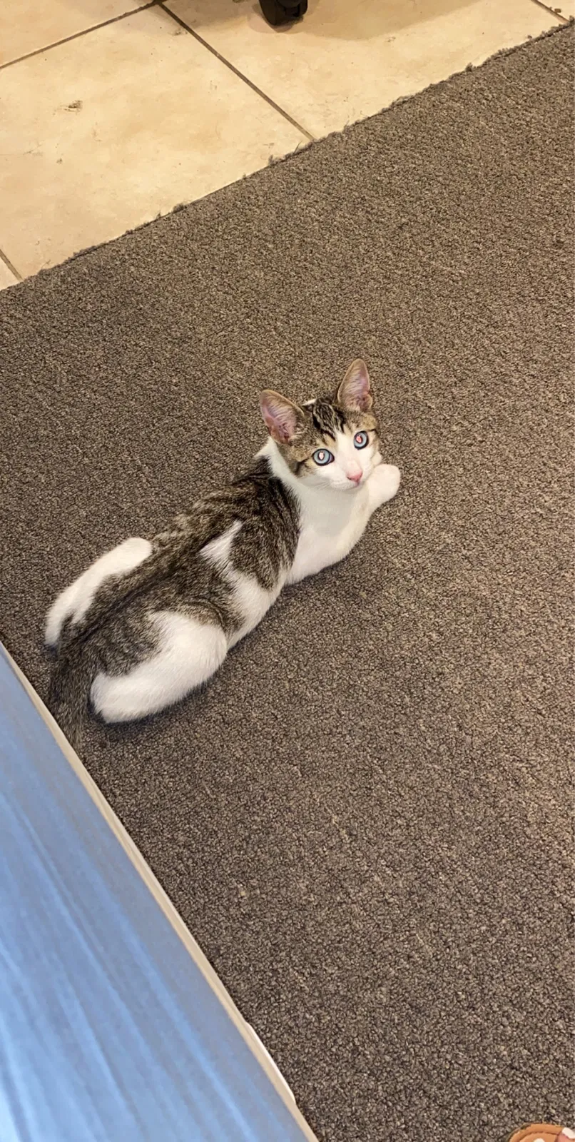 Lost cat in Pomona, CA, 91766