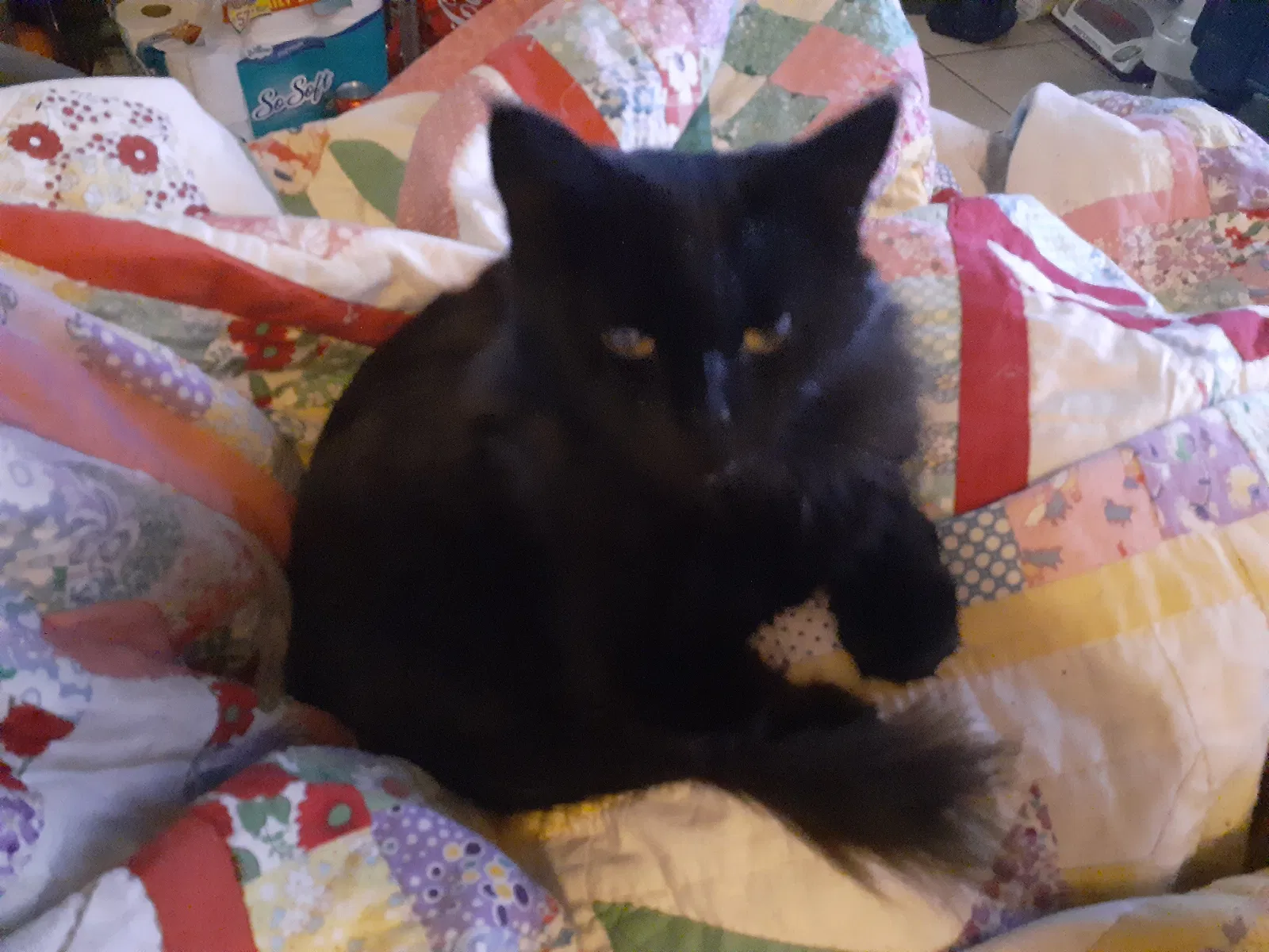 Lost cat in Middletown, OH, 45042