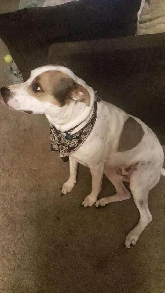 Lost dog in Suwanee, GA, 30024