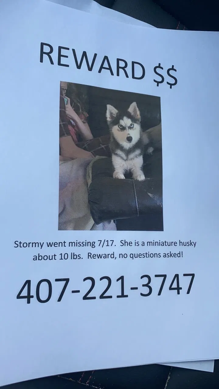 Lost dog in Orlando, FL, 32818