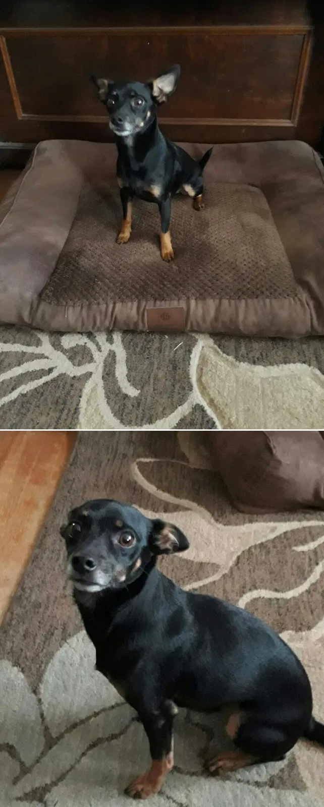 Lost dog in Colorado Springs, CO, 80916