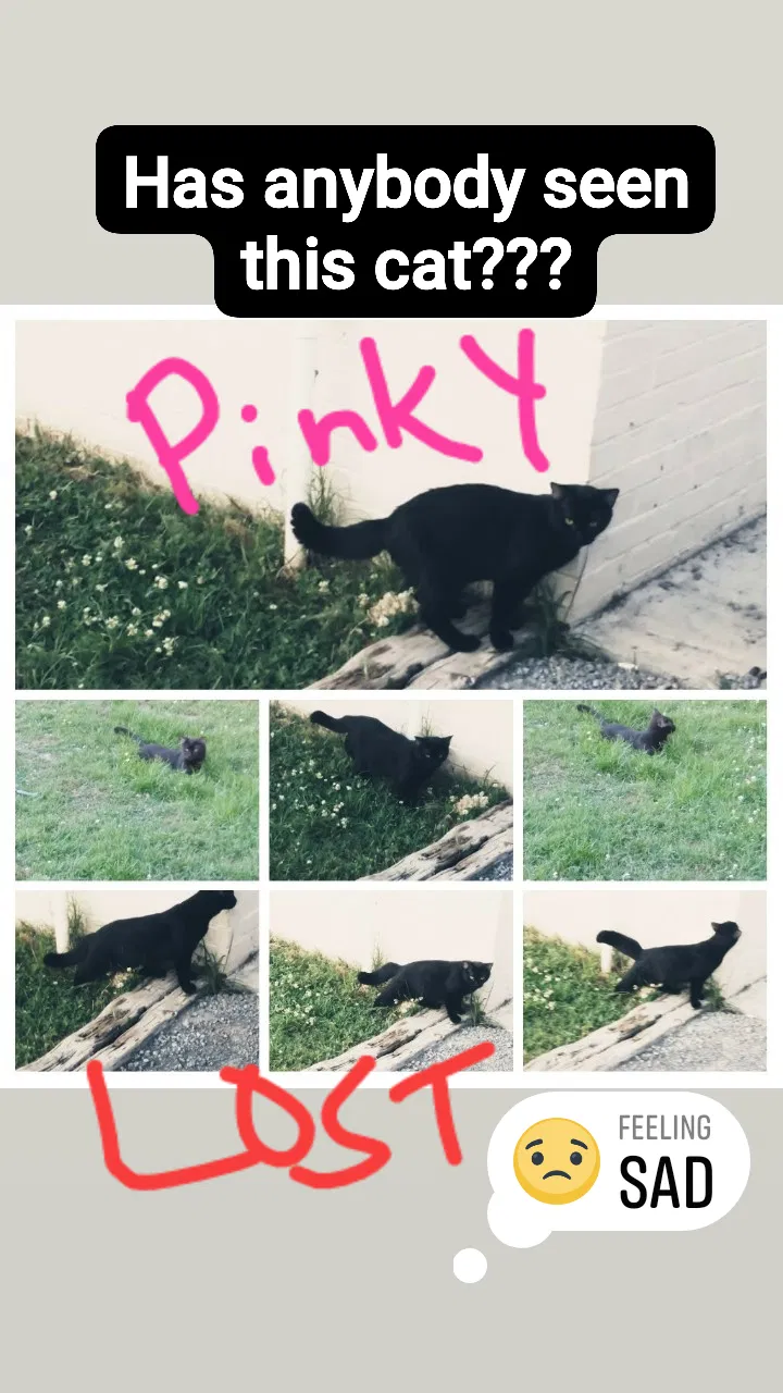 Lost cat in Muldrow, OK, 74948