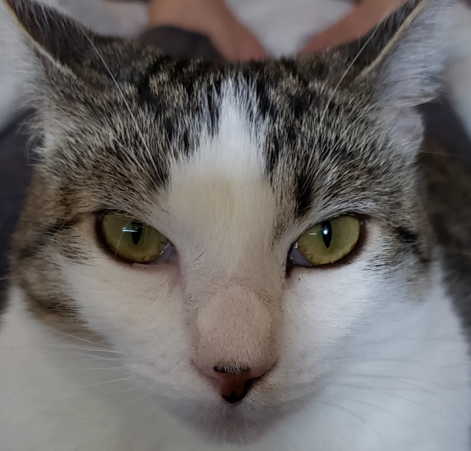 Lost cat in San Marcos, CA, 92069