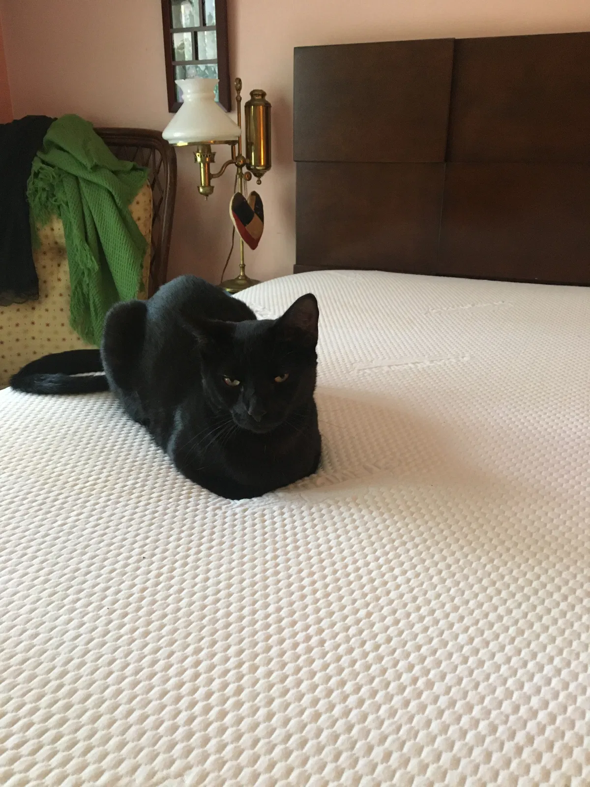Lost cat in Palm City, FL, 34990