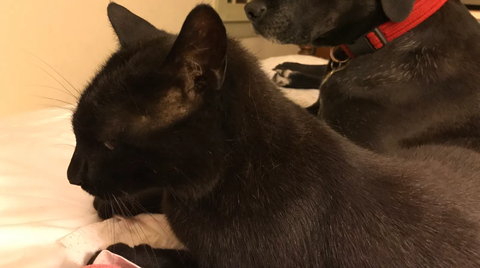 Lost cat in Concord, MA, 1742