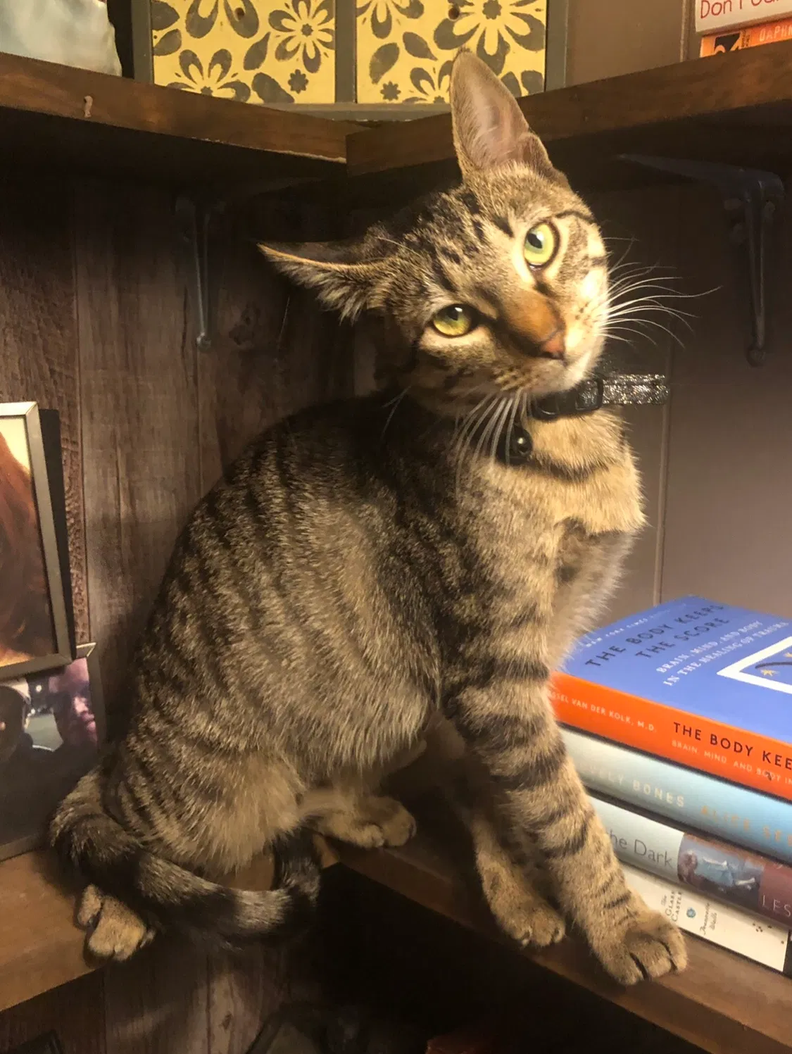 Lost cat in Ransom, IL, 60470