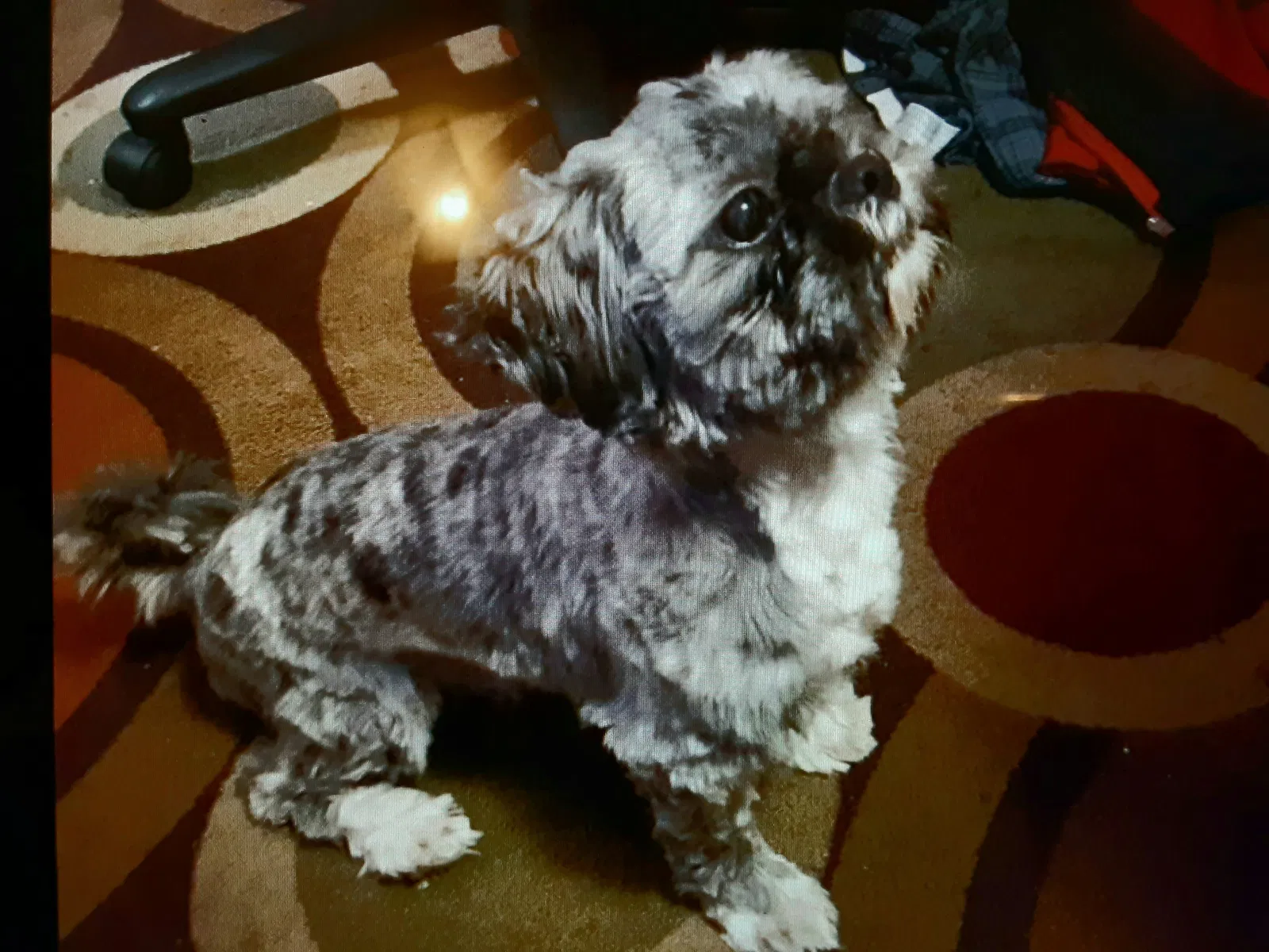 Lost dog in Alexandria, MN, 56308