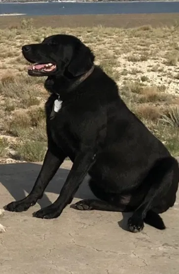 Lost dog in Pueblo, CO, 81005