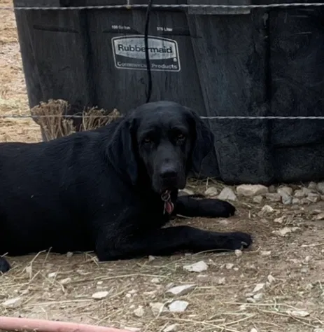 Lost dog in Pueblo, CO, 81005