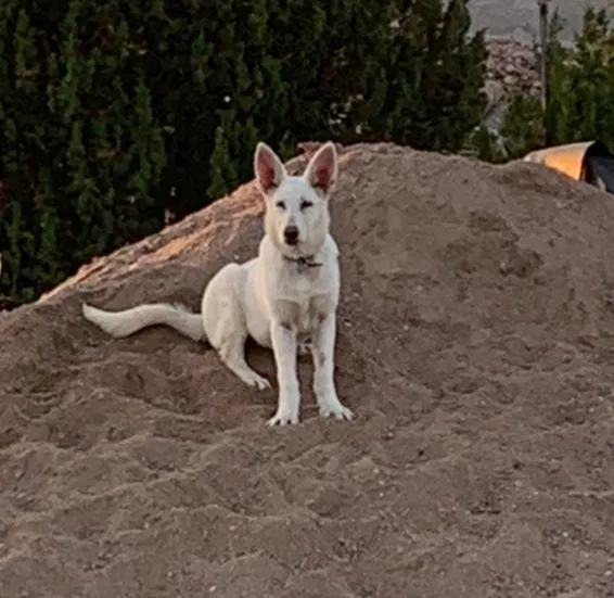 Lost dog in Pueblo, CO, 81005