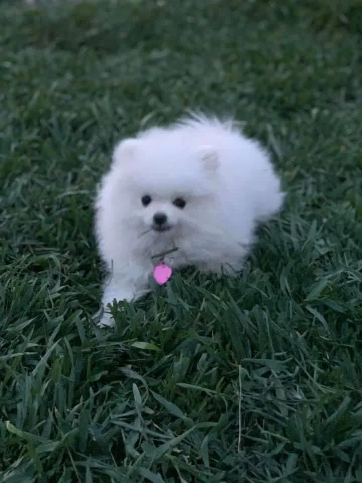 Lost dog in Denver, CO, 80229