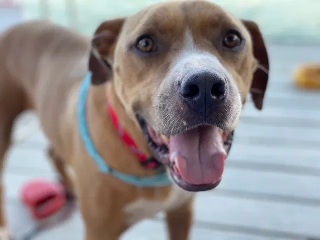 Lost dog in Maryville, TN, 37804