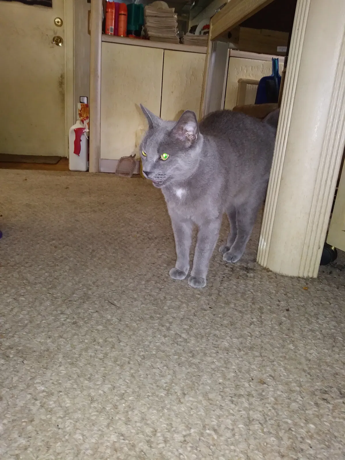 Lost cat in Fort Lauderdale, FL, 33321