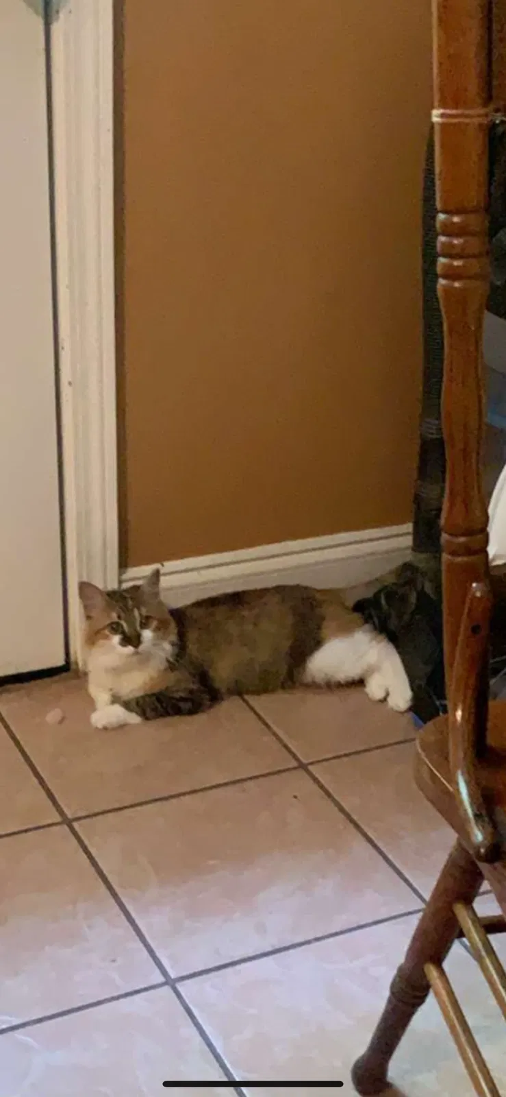 Lost cat in Buford, GA, 30518