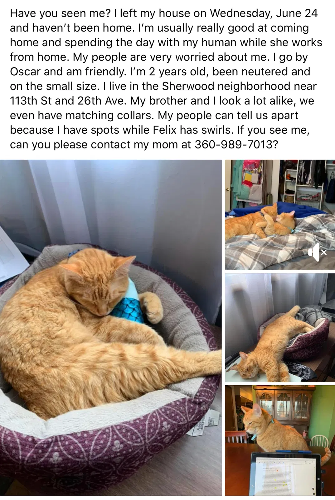 Lost cat in Vancouver, WA, 98686