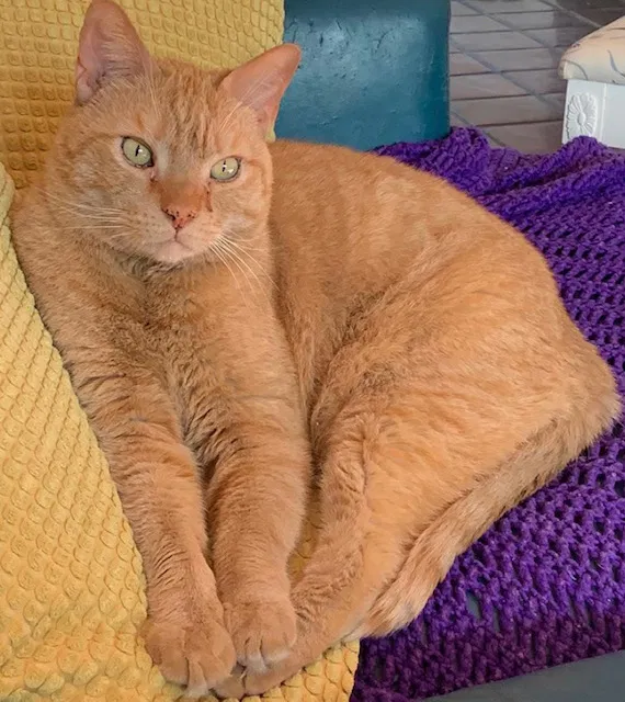 Lost cat in Santa Fe, NM, 87505