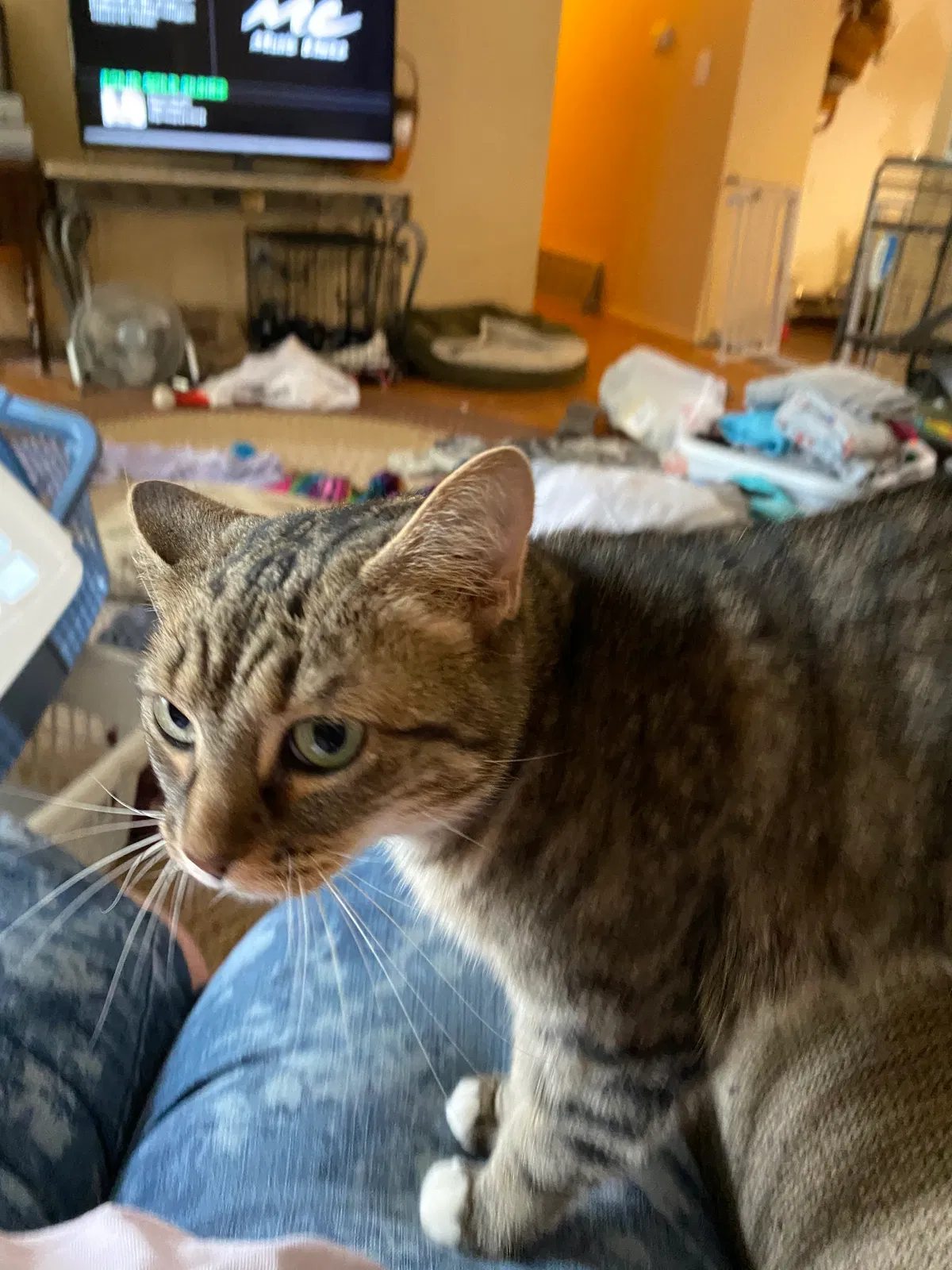 Lost cat in Reynoldsburg, OH, 43068
