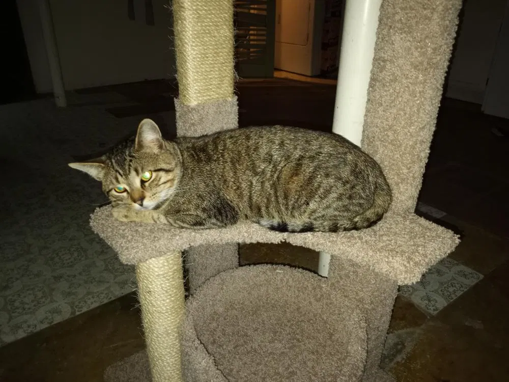 Lost cat in Rockwood, MI, 48173
