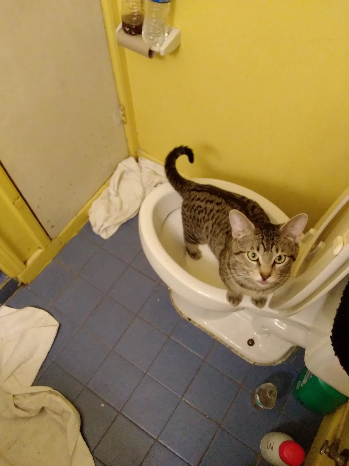 Lost cat in Madill, OK, 73446