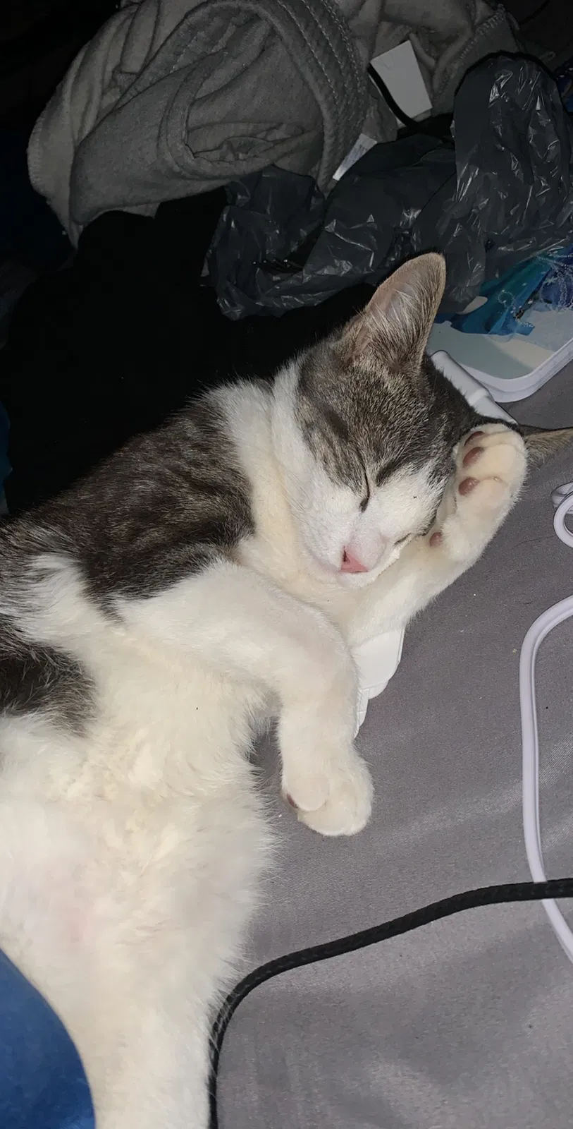 Lost cat in Colver, PA, 15927