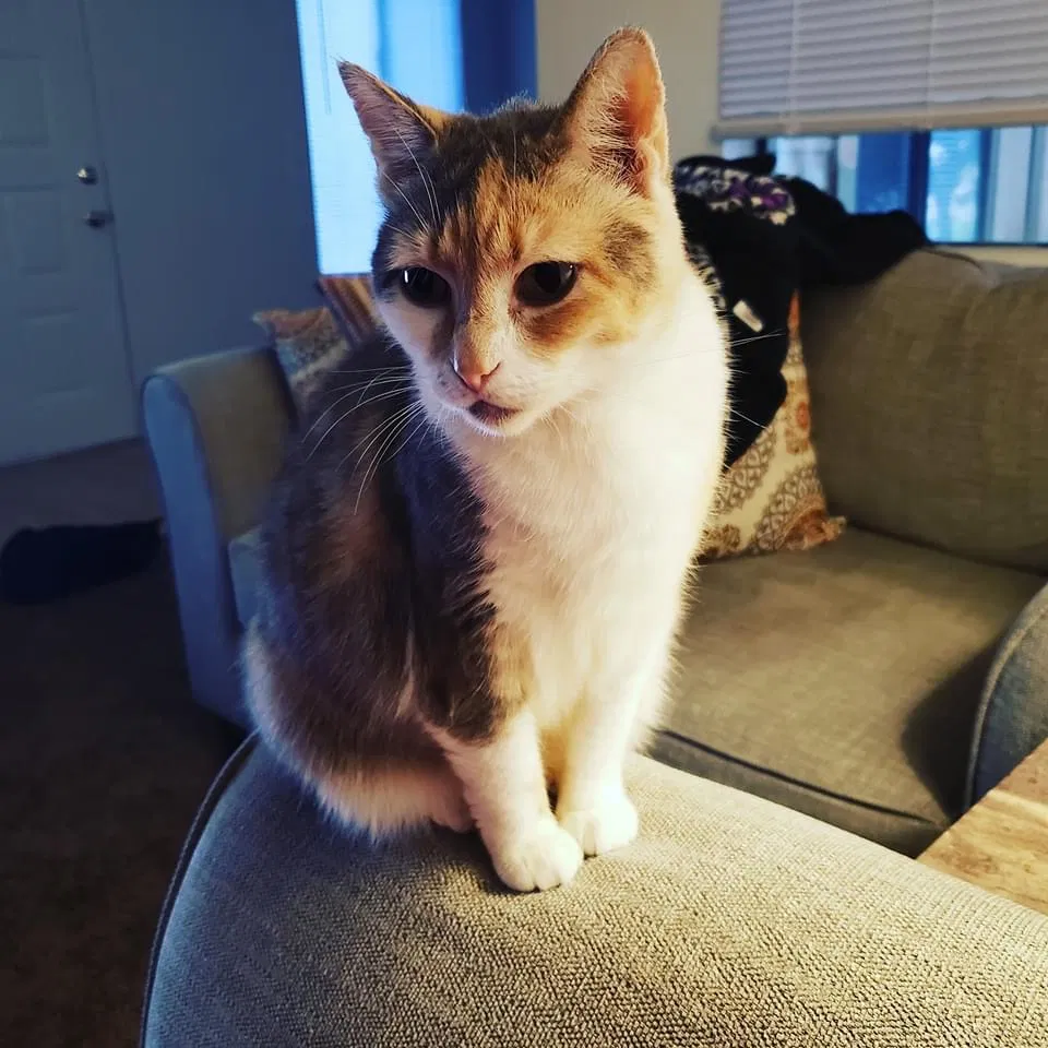 Lost cat in Brooksville, FL, 34601