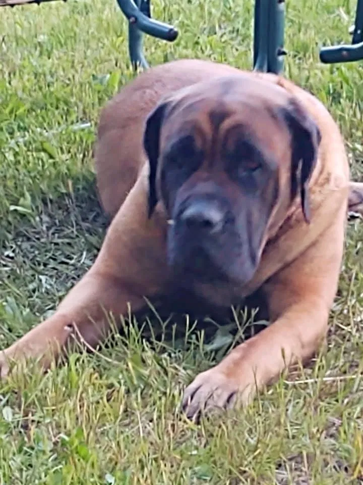 Lost dog in Charlotte, MI, 48813