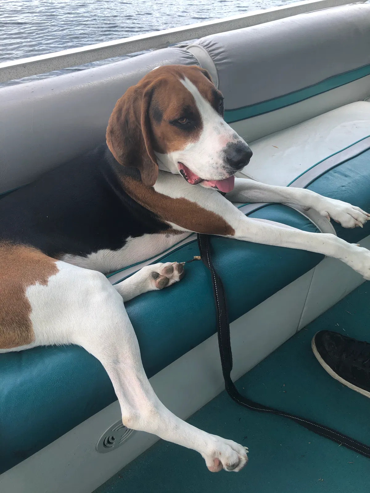 Lost dog in White Cloud, MI, 49349