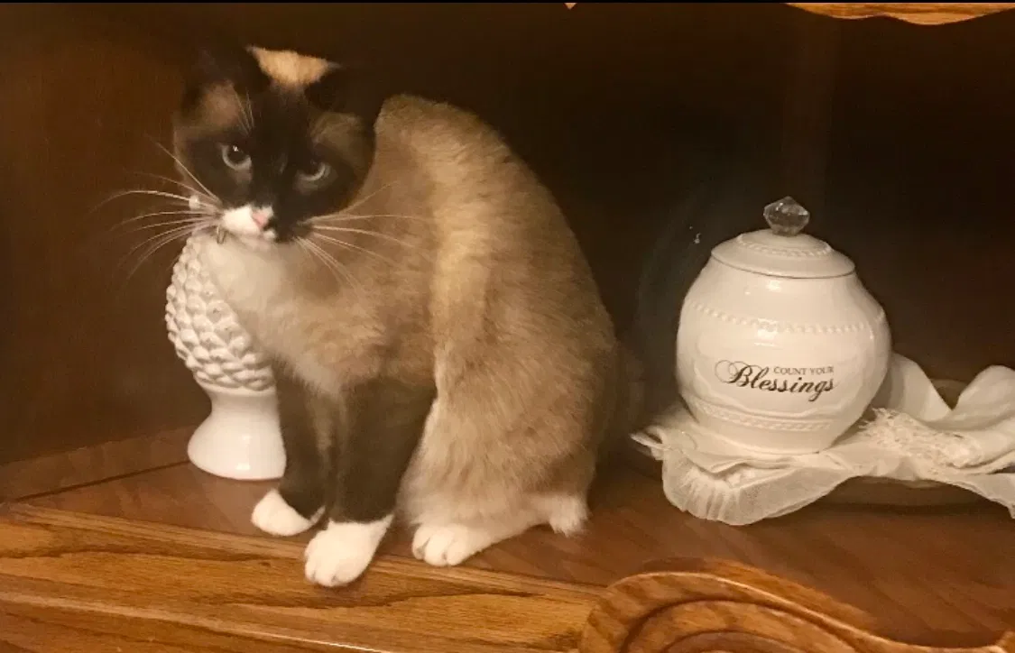Lost cat in Gulfport, MS, 39503