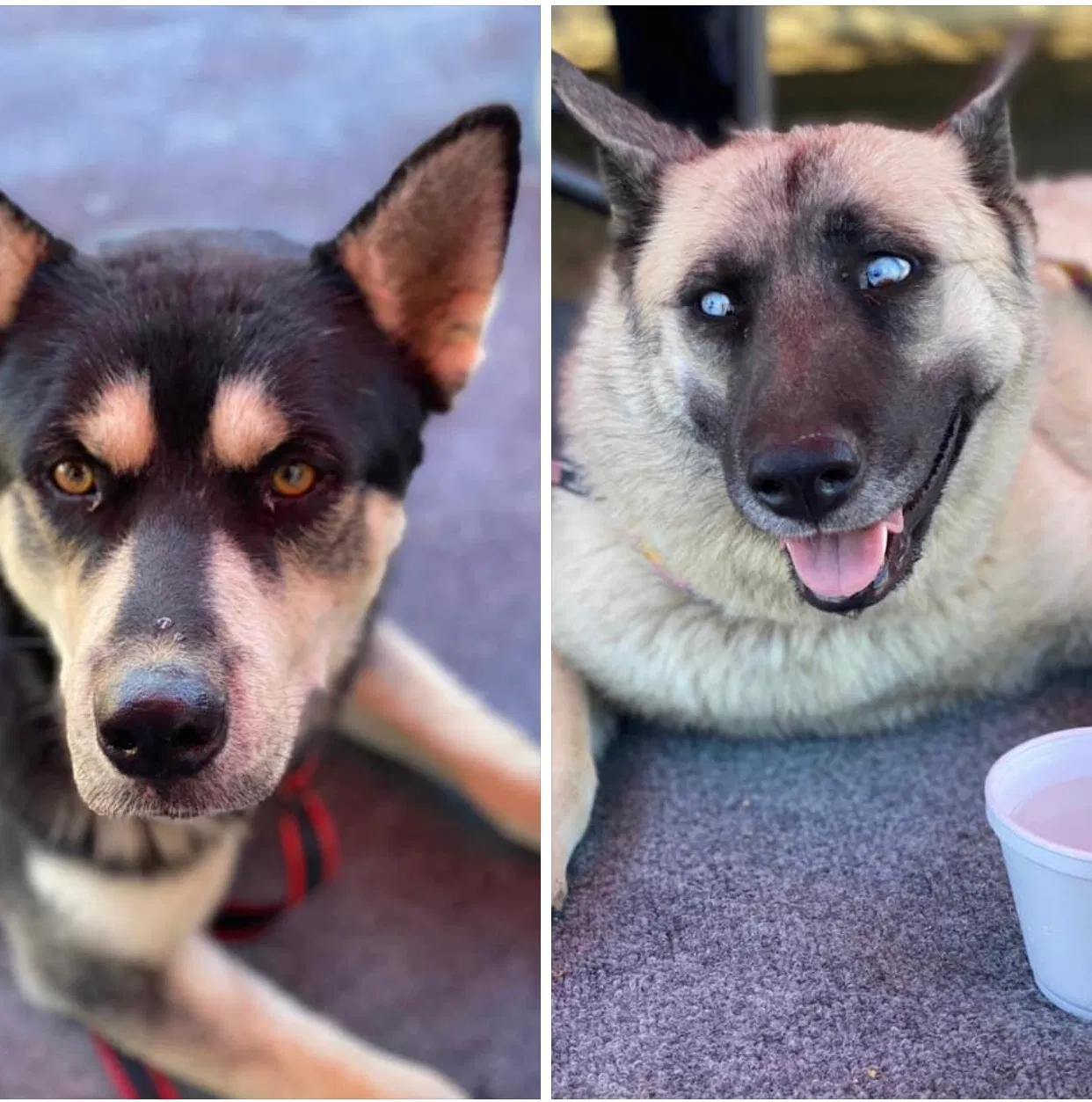 Found dog in Perris, CA, 92570