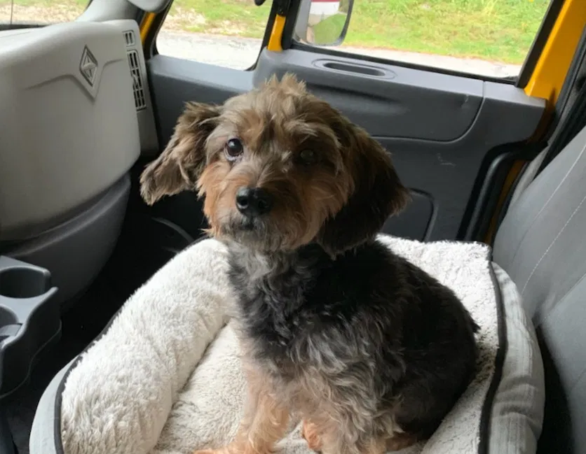Lost dog in Fayetteville, NC, 28303