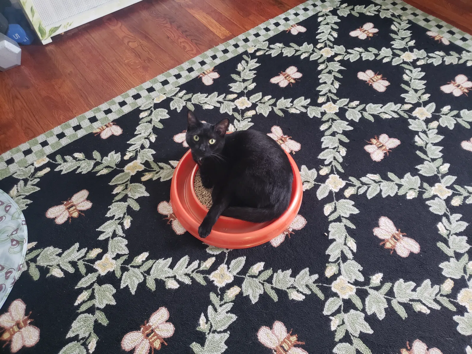 Lost cat in Cincinnati, OH, 45224