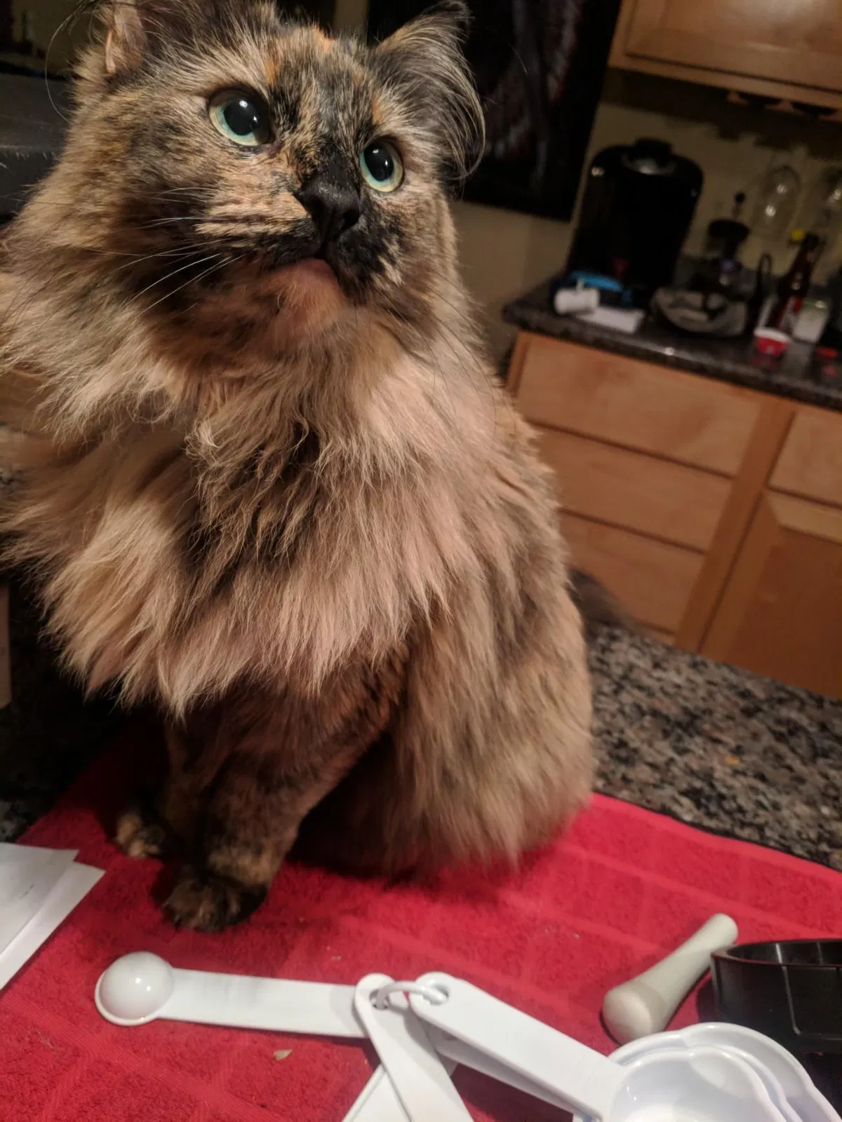 Lost cat in North Las Vegas, NV, 89031