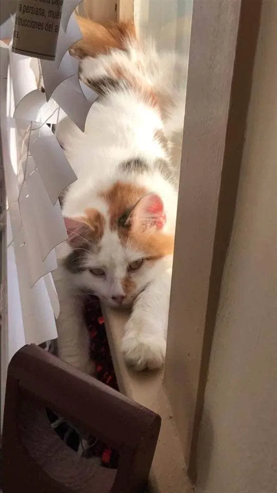 Lost cat in Broomfield, CO, 80020